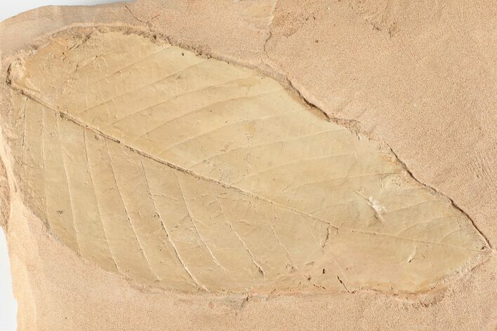 Red Fossil Hickory Leaf (Aesculus) - Montana #201299
